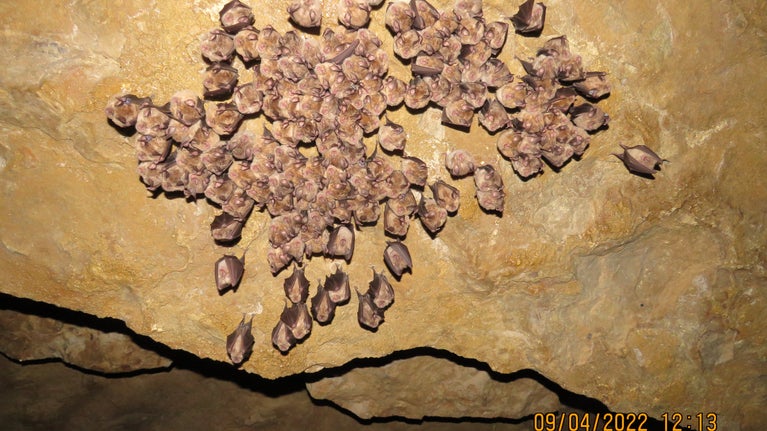 A group of 100 or more bats hanging from a stone wall.
